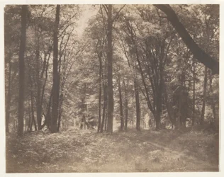 La forêt de Fontainebleau (Les ve Fontainebleau)