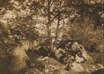 [Dub a skály, les Fontainebleau], 1849-52.