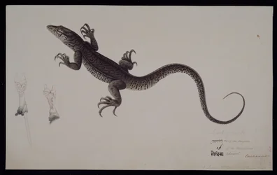 Monitor „Lacerta Gudua“, ze sbírky Francise Buchanana, kolem roku 1804 (akvarel a pero a inkoust na papíře)
