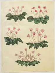 Cyclamen purprascens z alba Gottorfer Codex, c.1650 (kvaš na pergamenu)