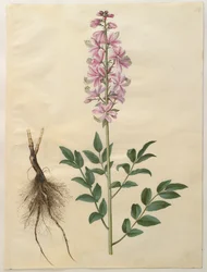 Dictamnus albus z alba Gottorfer Codex, c.1650 (kvaš na pergamenu)