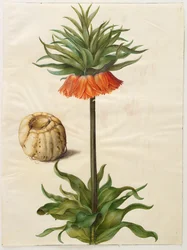 Fritillaria imperialis z alba Gottorf Codex, c.1650 (kvaš na pergamenu)
