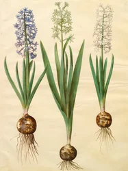 Hyacinthoides orientalis z alba Gottorfer Codex, c.1650 (kvaš na pergamenu)