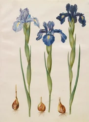 Iris xiphiodes z alba Gottorfer Codex, c.1650 (kvaš na pergamenu)