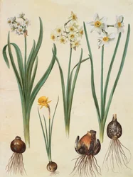 Narcissus tazetta, narcissus orientalis a corbularia bulbocodium z alba Gottorfer Codex, c.1650 (kvaš na pergamenu)