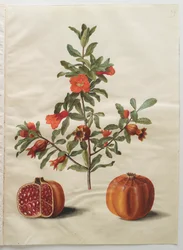 Punica granatum z alba Gottorfer Codex, c.1650 (kvaš na pergamenu)