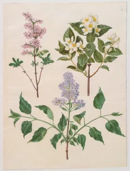 Syringa persica, philadelphus coronarius a syringa vulgaris z alba Gottorfer Codex, c.1650 (kvaš na pergamenu)