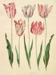 Tulipa gesneriana z alba Gottorfer Codex, c.1650 (kvaš na pergamenu)