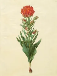 Tulipa gesneriana z alba Gottorfer Codex, c.1650 (kvaš na pergamenu)
