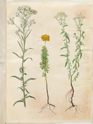 Achillea ptarmica (řebříček stříbrný); Achillea ageratum (řebříček balzámový); Achillea millefolium (řebříček obecný)