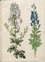 Aconite pestrý (broget stormhat); Aconite napellus (ægte stormhat)