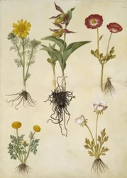 Vernal Adonis (vår-adonis); Cypripedium calceolus (stor fruesko); Asijský pryskyřník (have-ranunkel); Buttercup (art af ranunkel)