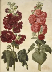 Alcea rosea (stokrosa)