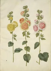 Alcea rosea (stokrosa)
