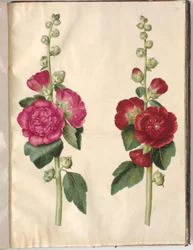 Alcea rosea (stokrosa)