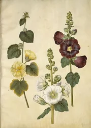 Alcea rosea (stokrosa)
