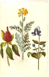Amaranthus krvavý (amarant červený); Jacobea maritima (gråblad); Clematis integrifolia (blå staudeklematis)