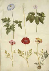 Anemone apennina (Apeninská sasanka); Tiarella cordifolia (květ z pěny obecné); Anemone trifolia (sasanka trojitá); Ranunculus asiaticus (pryskyřník zahradní)