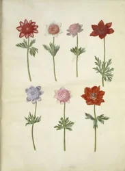 Anemone coronaria (sasanka franská)