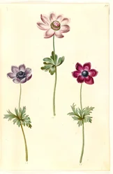 Anemone coronaria (sasanka franská)