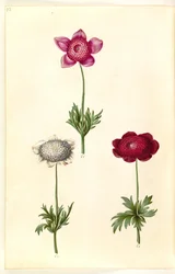 Anemone coronaria (sasanka franská)