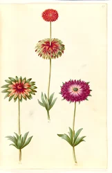 Sasanka ×fulgens (lesklá sasanka)