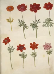 Sasanka ×fulgens (lesklá sasanka); Anemone coronaria (francouzská sasanka)