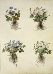 Anemone hepatica (modrá sasanka)