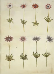Anemone pavonina (sasanka paví)