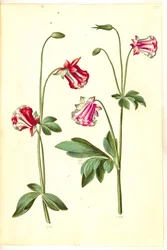 Aquilegia vulgaris (kolumbína obecná)