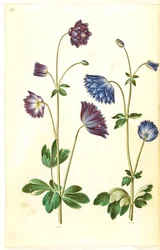 Aquilegia vulgaris (kolumbína obecná)