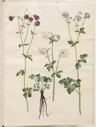 Aquilegia vulgaris (kolumbína obecná)