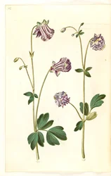 Aquilegia vulgaris (kolumbína obecná)