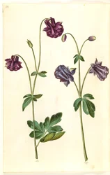 Aquilegia vulgaris (kolumbína obecná)