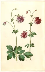 Aquilegia vulgaris (kolumbína obecná)