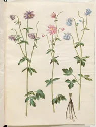 Aquilegia vulgaris (kolumbína obecná)