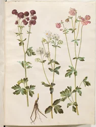 Aquilegia vulgaris (kolumbína obecná)