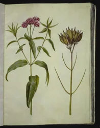 Asclepias incarnata (růže-hedvábná rostlina)