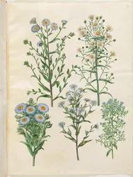 Aster amellus (panenské astry); Symphyotrichum novi-Belgii (nybelgiské astry); Novoanglické symphyotrichum (nyengelské astry); Symphyotrichum dumosum (pude-astry); Symphyotrichum ericoides (lyng-asters)