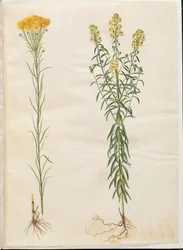 Aster linosyris (zlatovlasé astry); Linaria vulgaris (treska obecná)