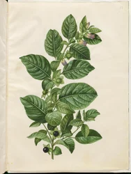 Atropa belladonna (medovka)