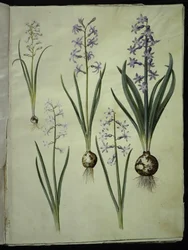 Brimeura amethystina (pyrenejská modř); Orientální hyacint (Almindelig hyacint)