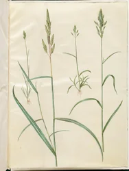 Bromus ječmen (blød hejre); Phalaris arundinacea