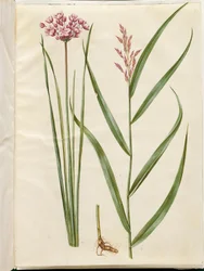 Butomus umbellatus (svíce nevěsty); Phragmites australis (rákos obecný)