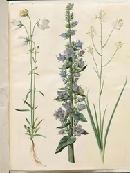 Campanula persicifolia (smalbladet kloke); Pyramidový zvon (pyramide-klokke); Anthericum ramosum (ještěr hnědý)