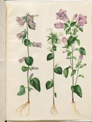 Campanula trachelium (zvonek kopřivový); Campanula medium (Marie