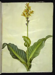 Canna indica (jedlá canna)
