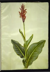 Canna indica (jedlá canna)