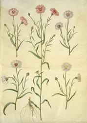 Centaurea cyanus (chrpa)