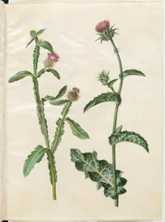 Centaurea seridis; Silybum marianum (ostropestřec mariánský)